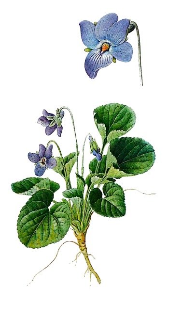 Violette odorante